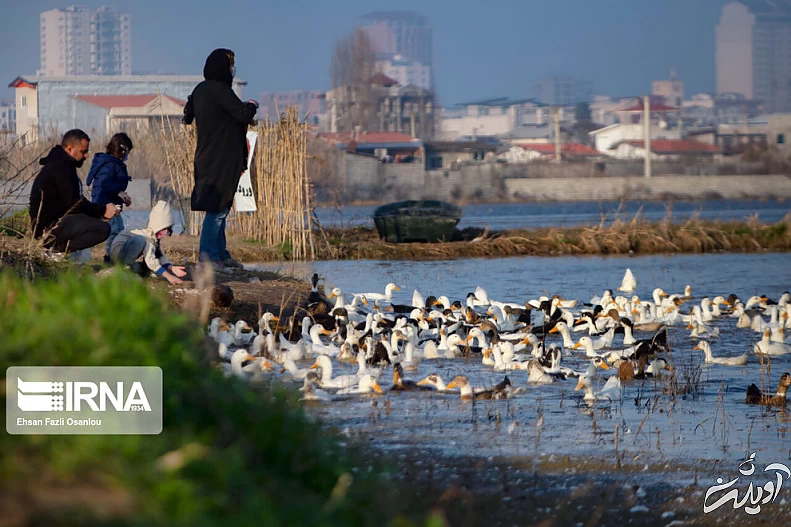 (تصاویر) قوهای فریادکش در تالاب سرخرود